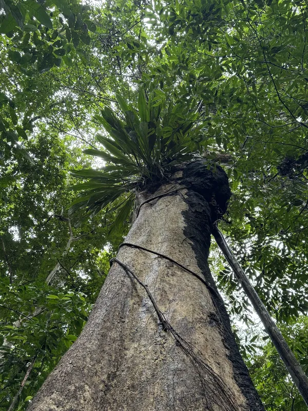 Amazon Lodge 2-day tour