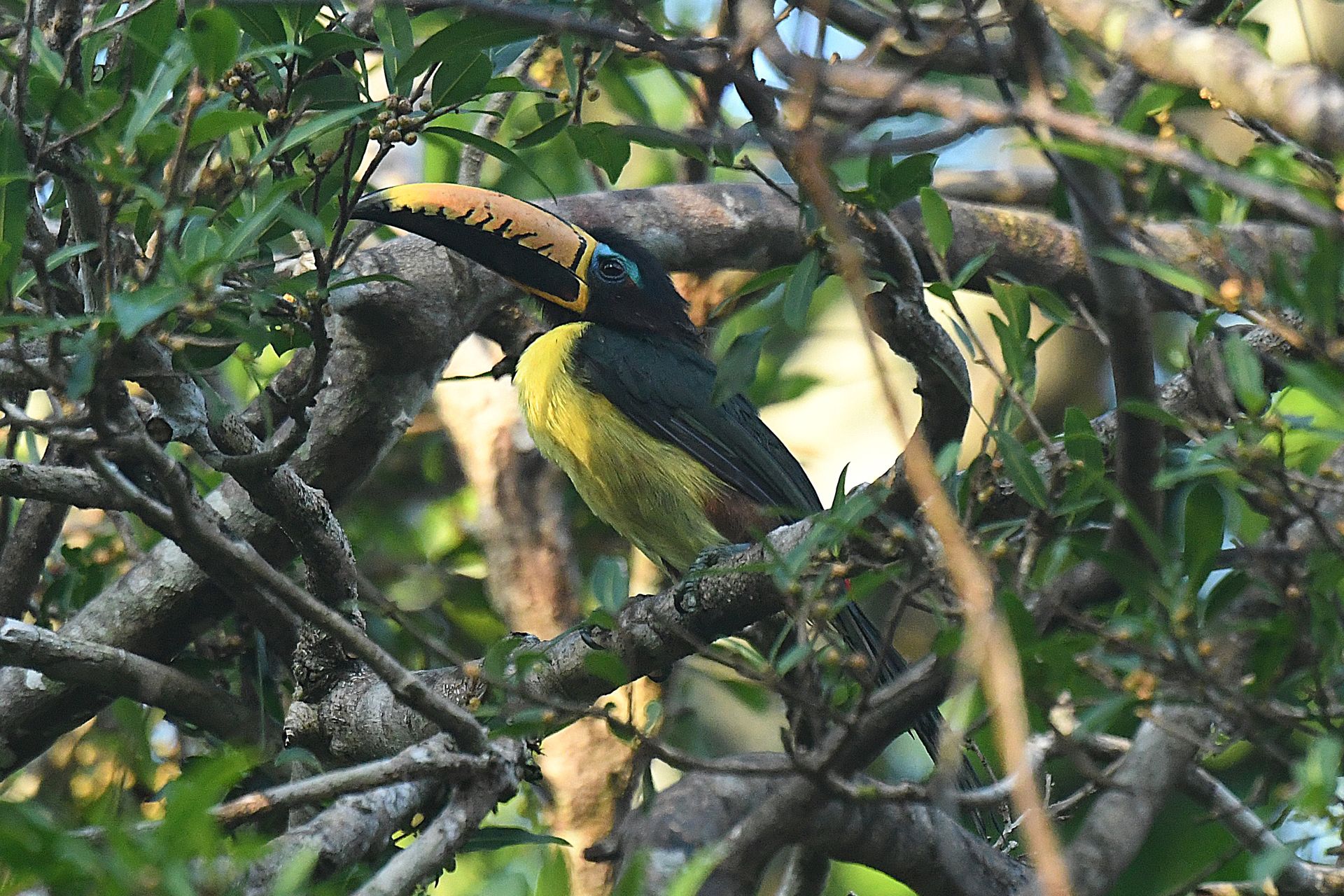 Lettered Aracari (Pteroglossus inscriptus) perched in river-edge trees — a toucanet species common along Amazonian waterways