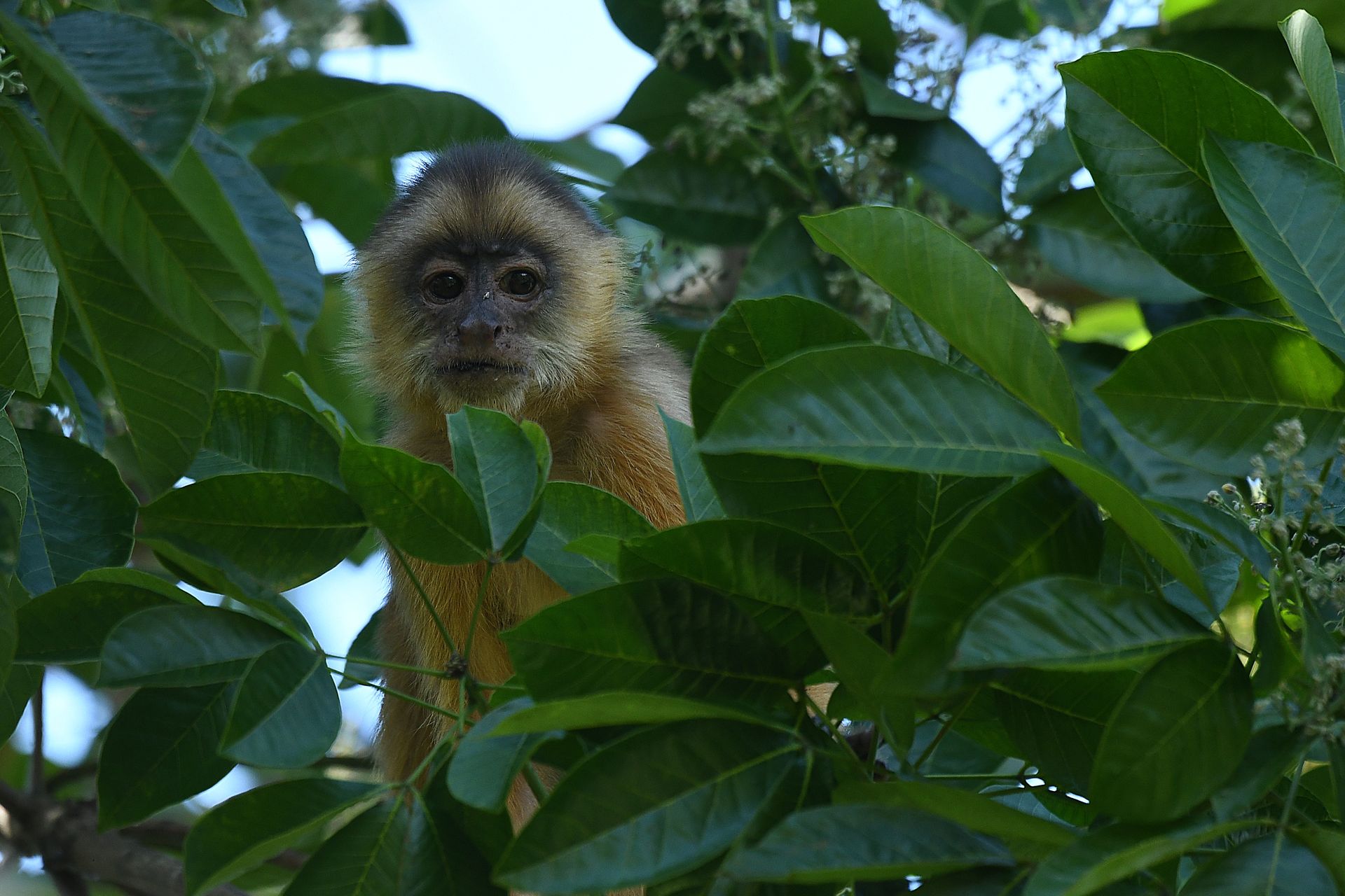 Wild capuchin monkey watching from dense Amazon foliage — a common sighting during jungle walks near the Ariau River