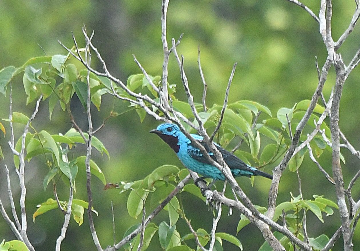 Spangled Cotinga (Cotinga cayana) — electric blue male perched in the forest canopy along the Rio Negro, Manaus