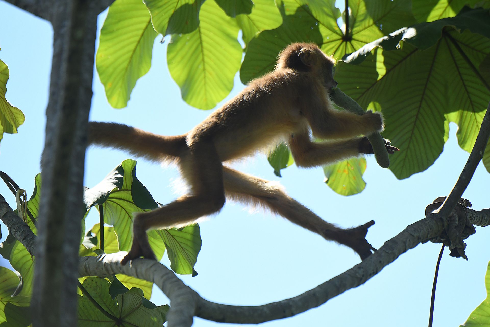 Spider monkey (Ateles) leaping between branches in the Amazon canopy against a blue sky near the Ariau River