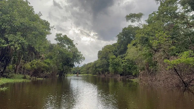 Ariau River and Rio Negro day tour from Manaus — Anavilhanas archipelago, macaws, monkeys and Amazon beach