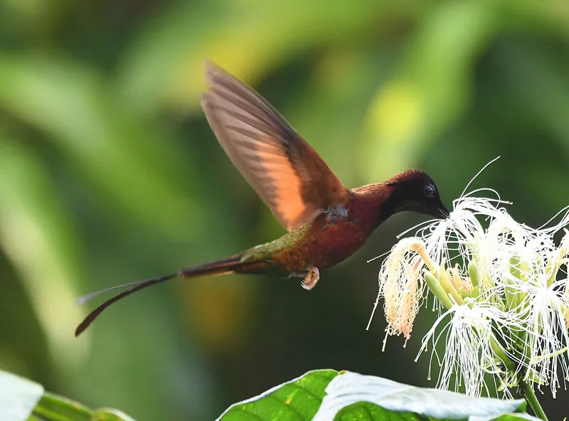 Amazon birdwatching tour from Manaus — 600 species, toucans, macaws and harpy eagles with ornithologist guide