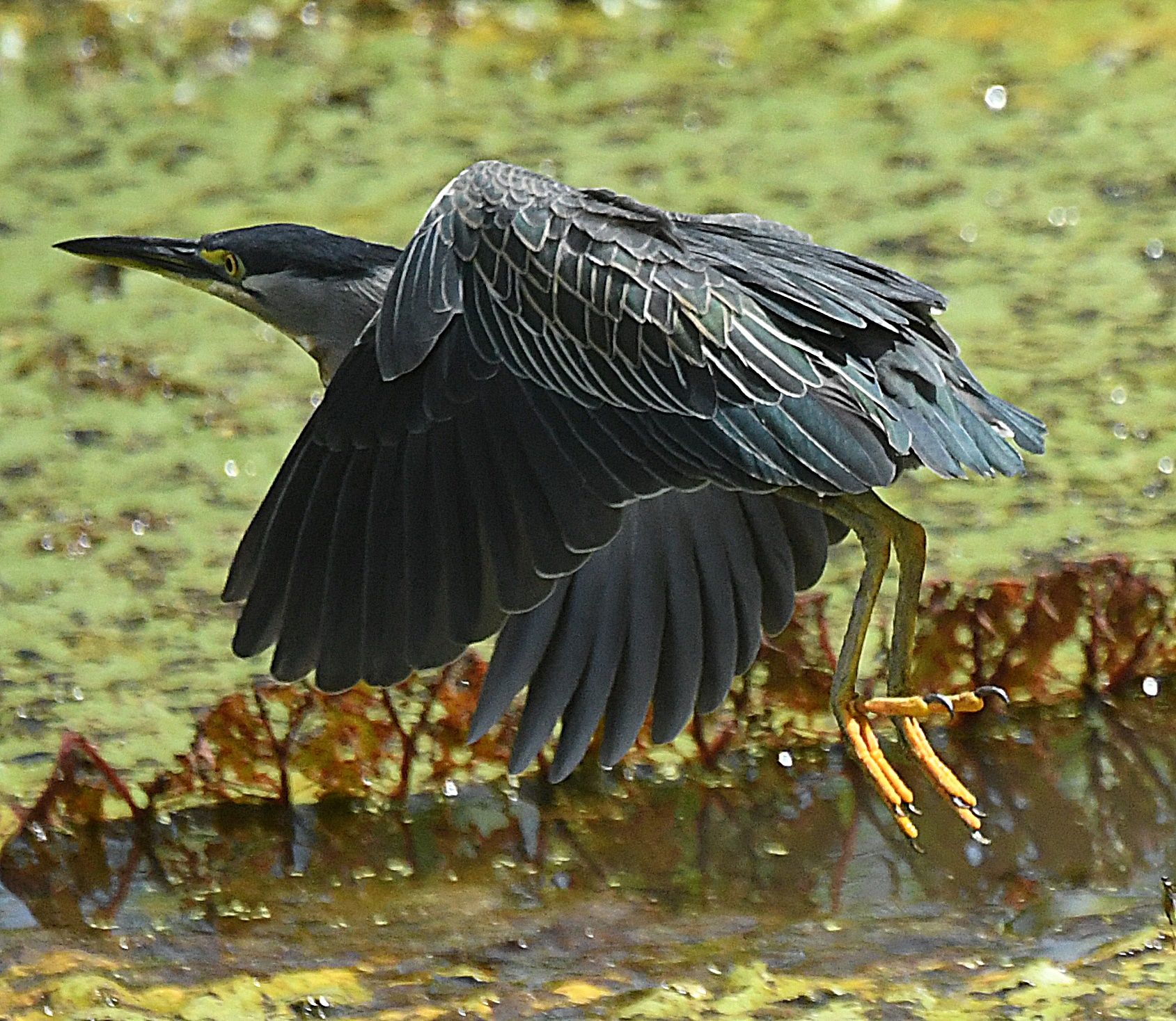 Striated heron in mid-flight over algae-covered water in the Amazon várzea floodplain