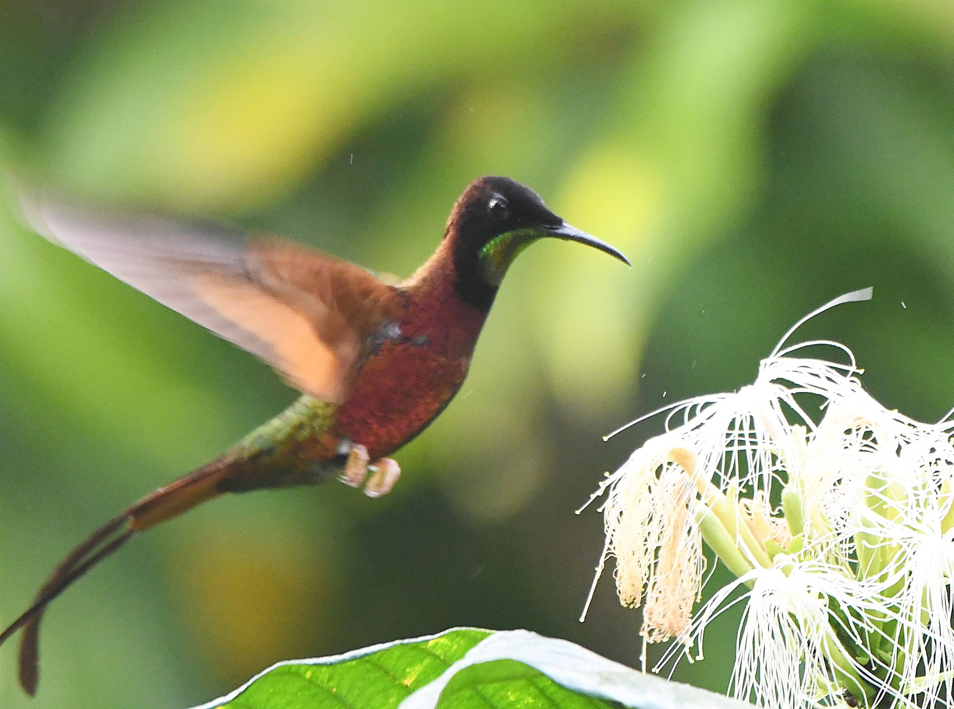 Rufous-breasted hermit hummingbird hovering beside a white Amazon flower — motion-blur wings
