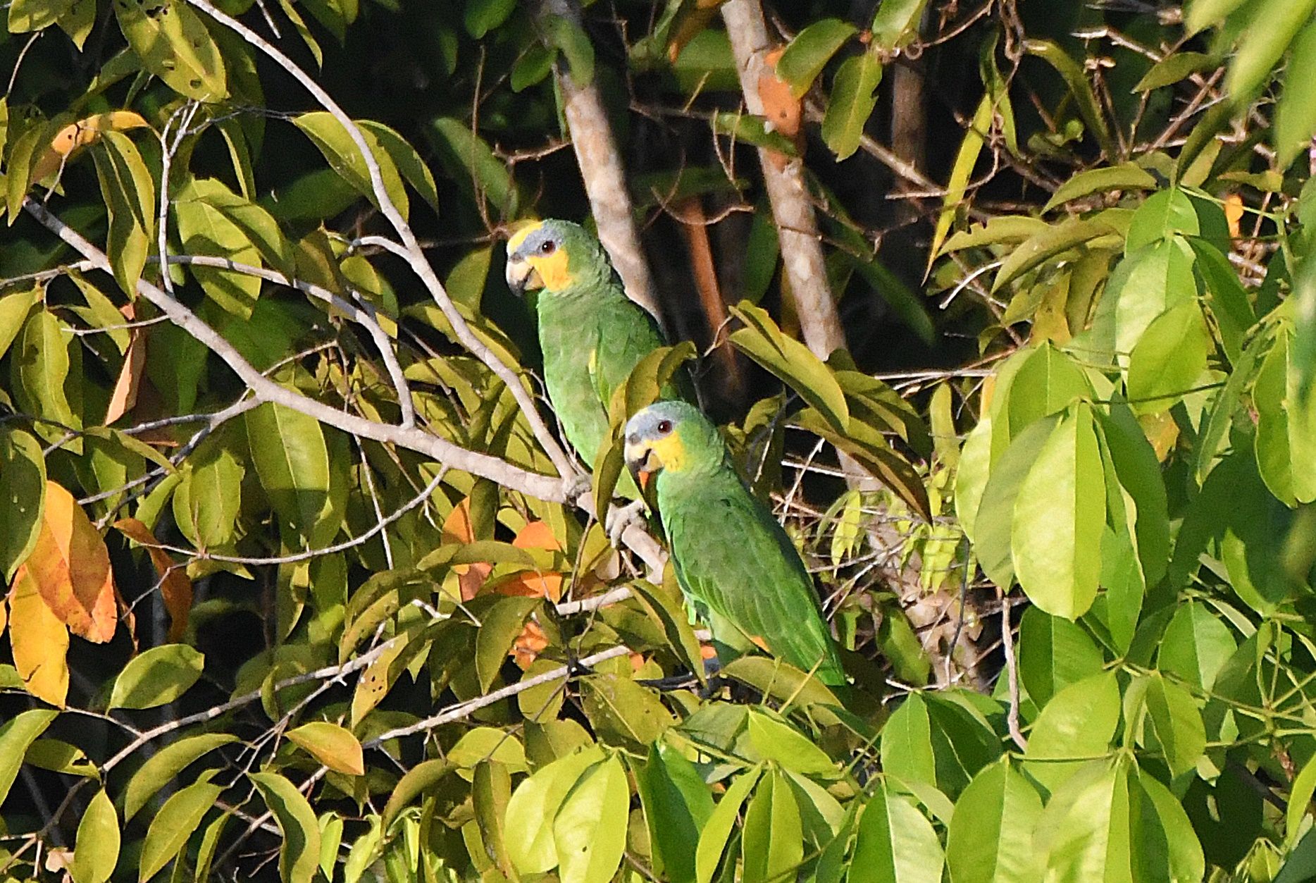 Pair of orange-winged amazon parrots roosting together in riverside foliage — Anavilhanas, Amazon