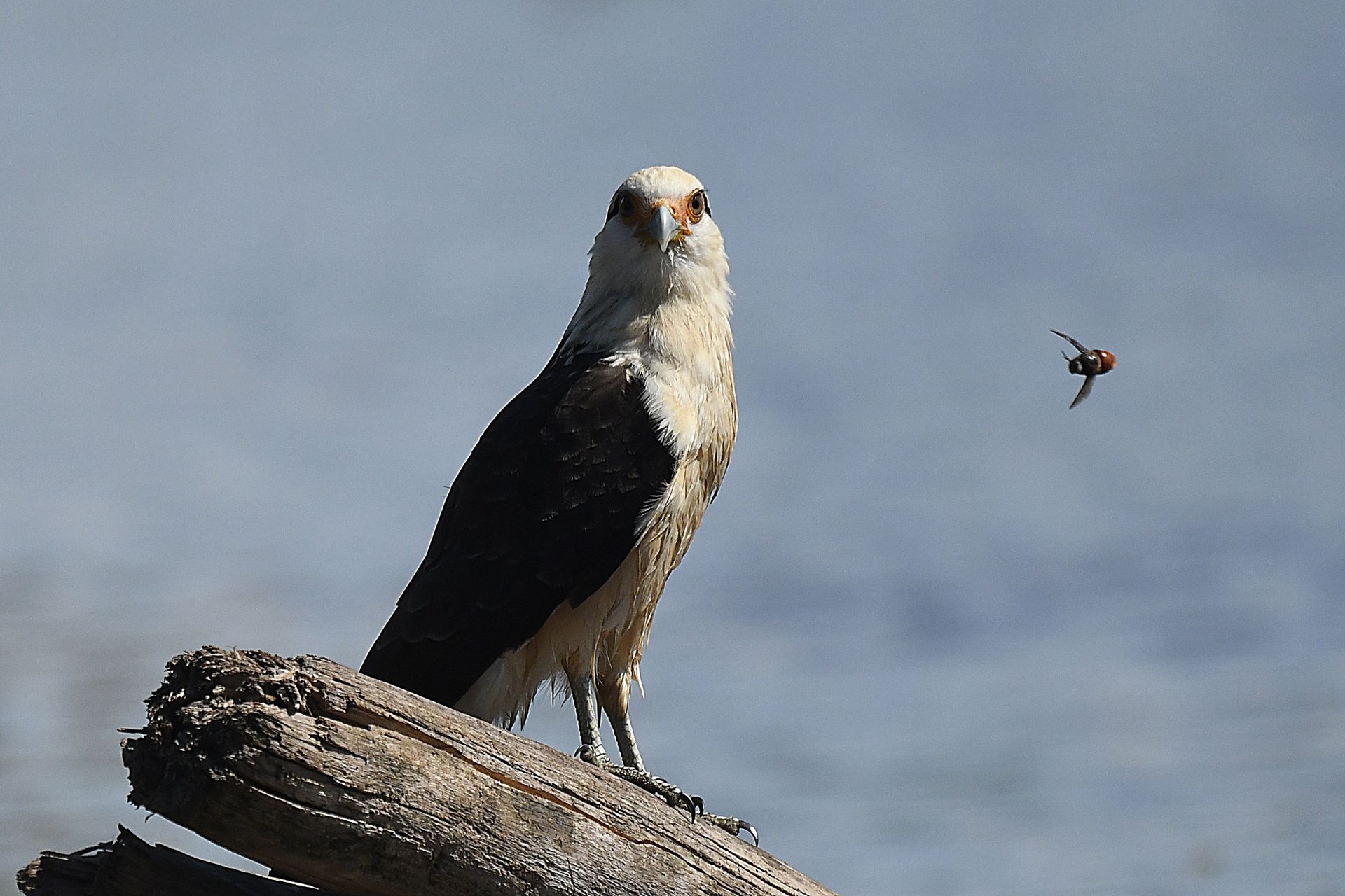 Black-and-white hawk-eagle perched on driftwood over the Rio Negro with a small bird flying past