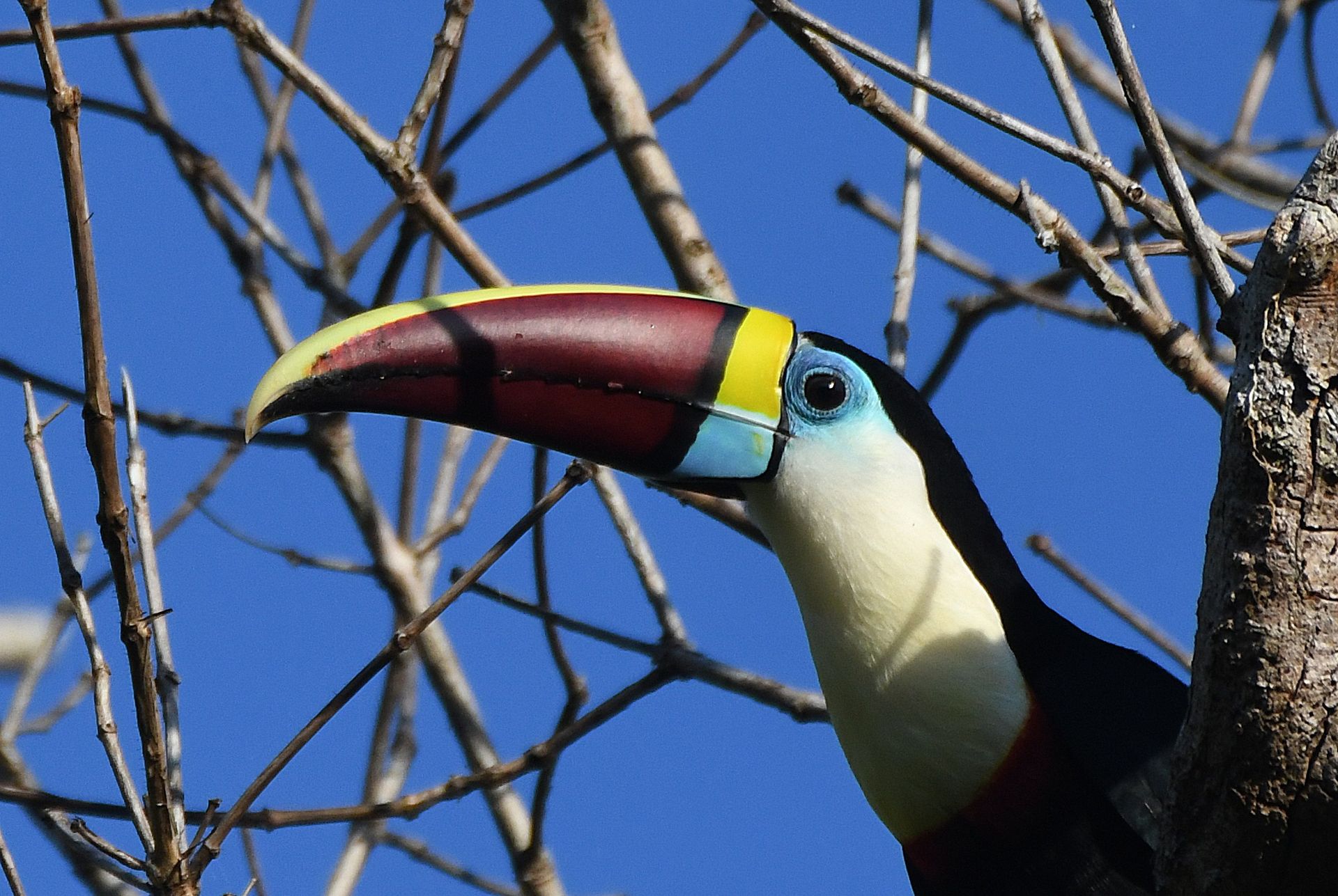 Toucan in the canopy