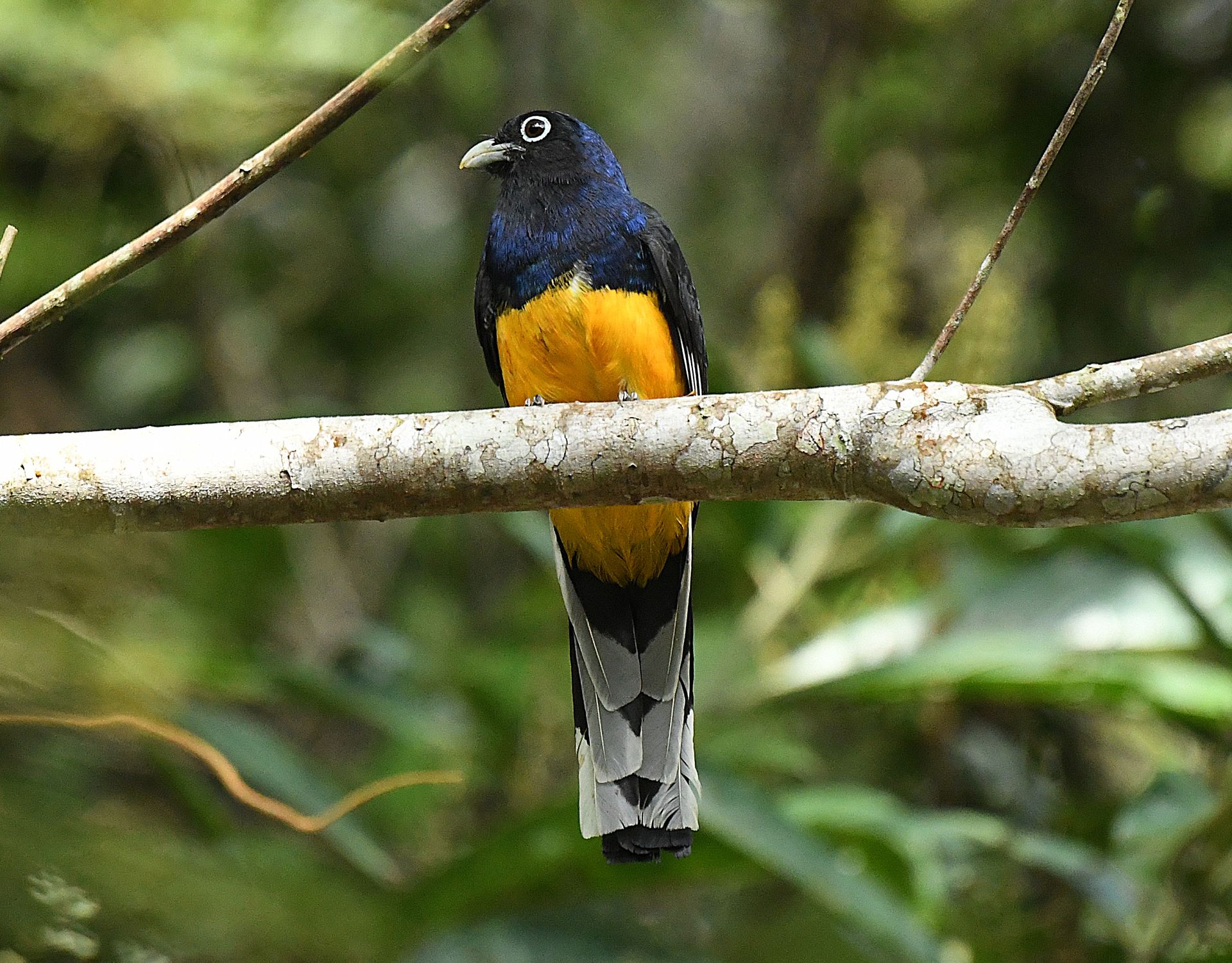 Violaceous trogon with blue-black head and golden-yellow breast perched on a branch in the Amazon rainforest