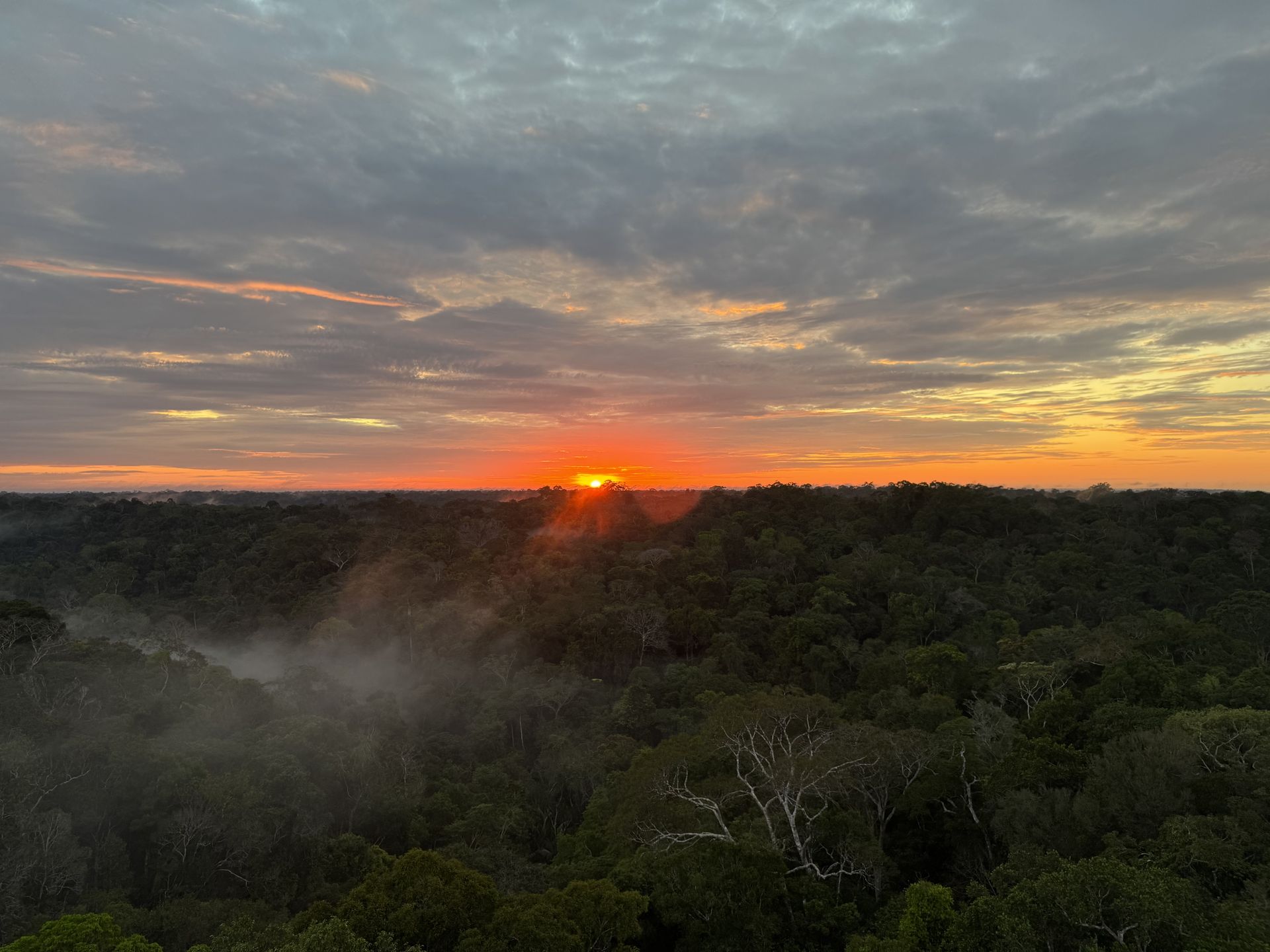 Amazon forest canopy