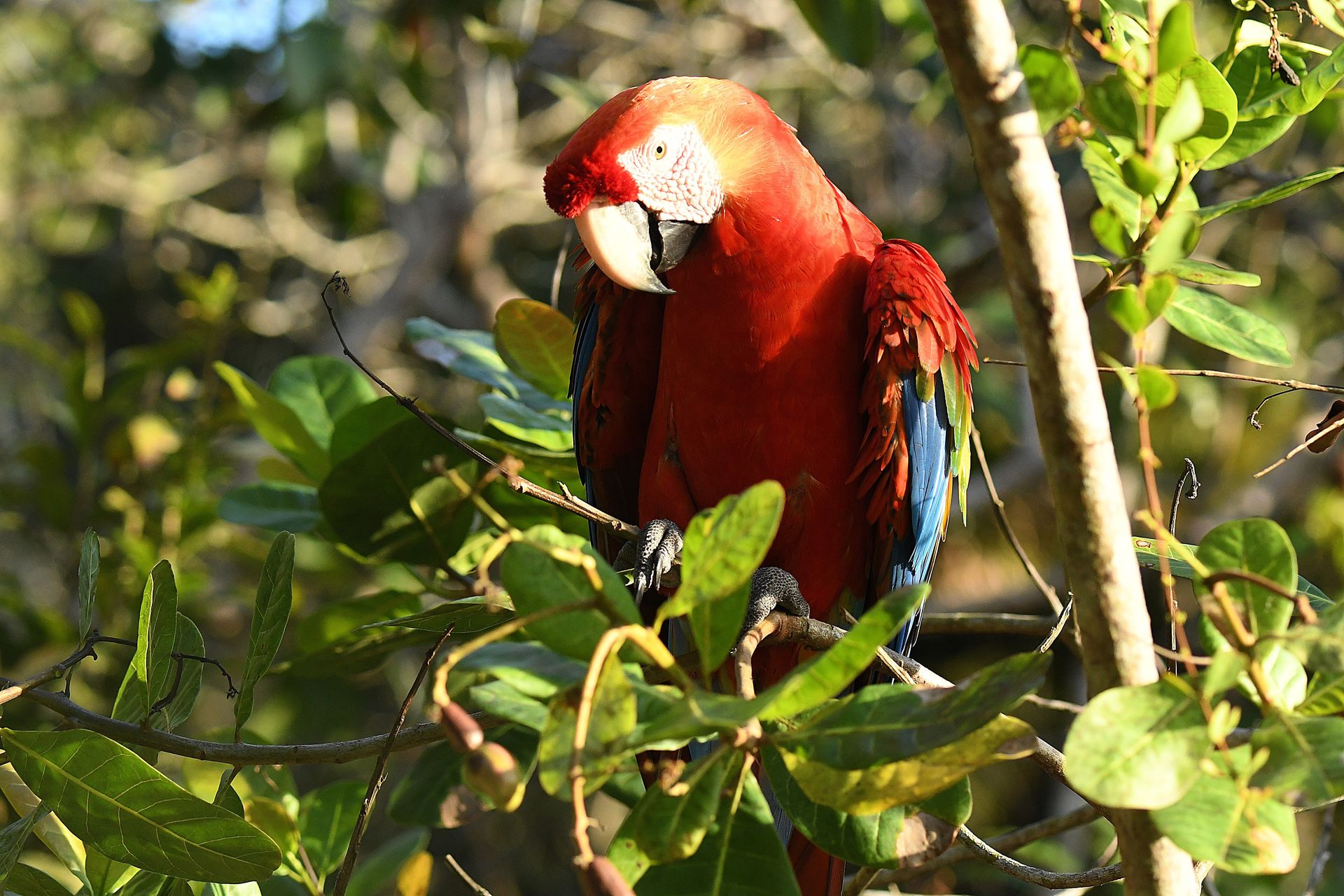 Scarlet macaw perched in the Amazon rainforest canopy — Rio Negro basin