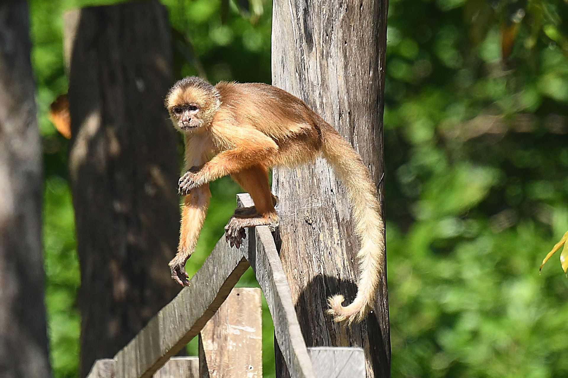 Golden-brown capuchin monkey perched on a wooden structure in the Amazon jungle
