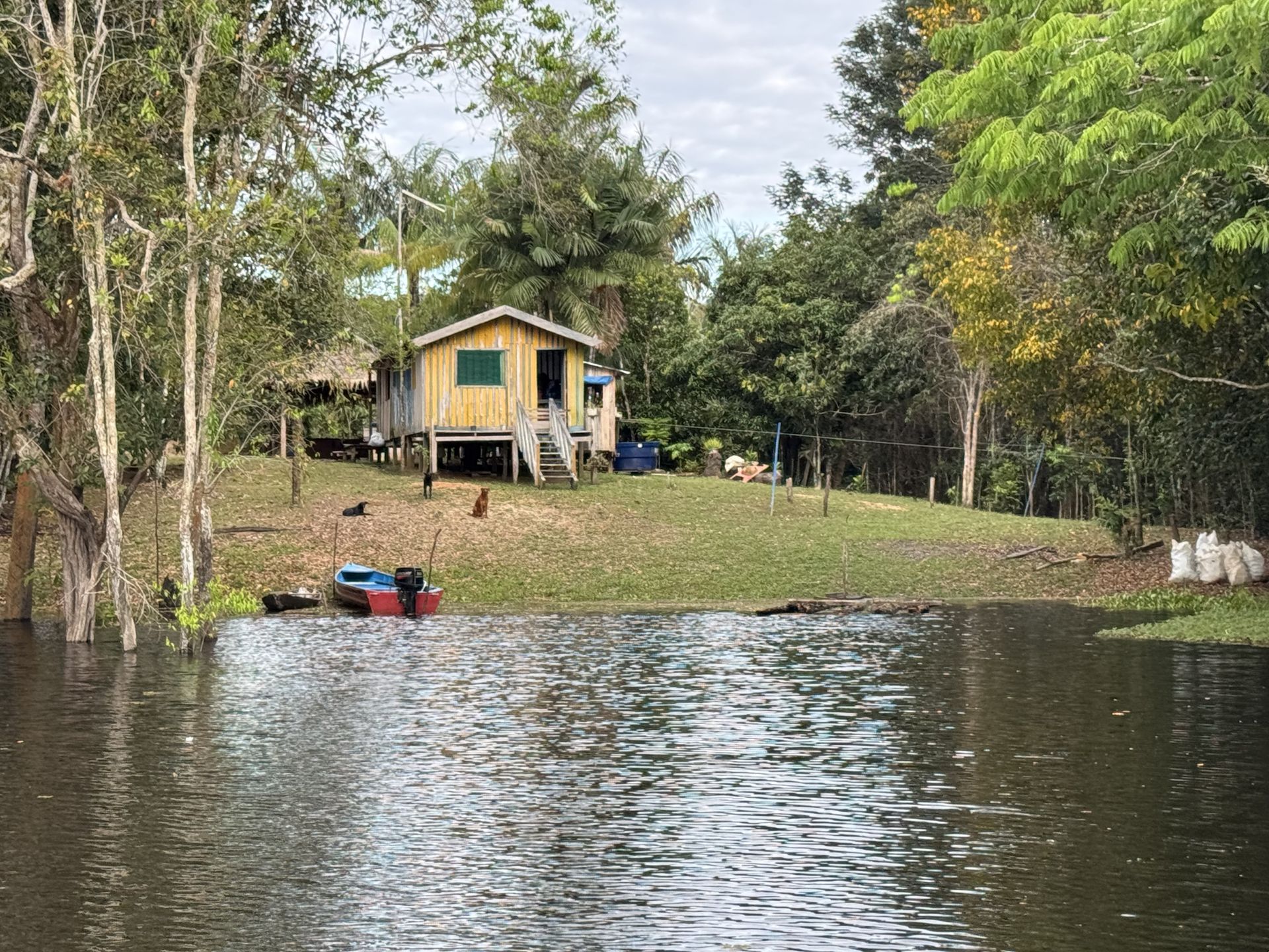 Traditional riverside stilt house on the Amazon floodplain — ribeirinho community