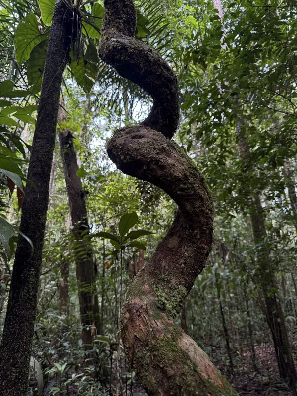 Chlorophyll 6-day Amazon flora tour from Manaus — rainforest canopy and Victoria amazonica lilies