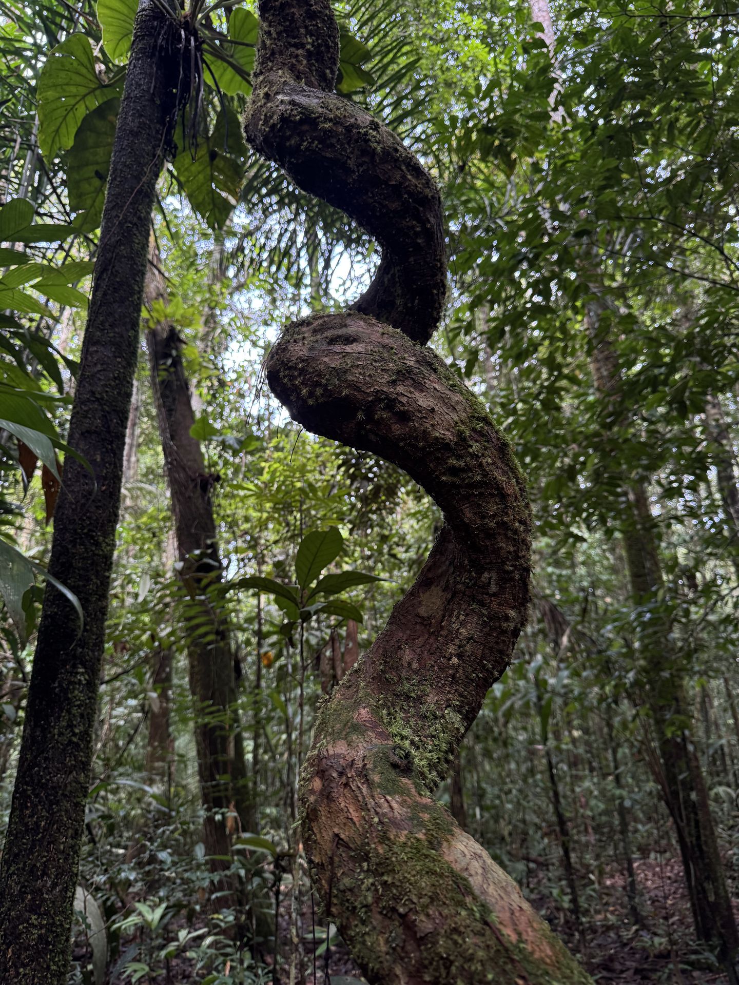 Chlorophyll 6-day Amazon nature tour from Manaus