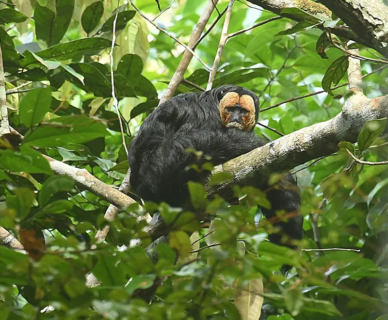 Ecological Expedition 8-day deep Amazon jungle tour from Manaus — camping, mammal tracking and wildlife immersion