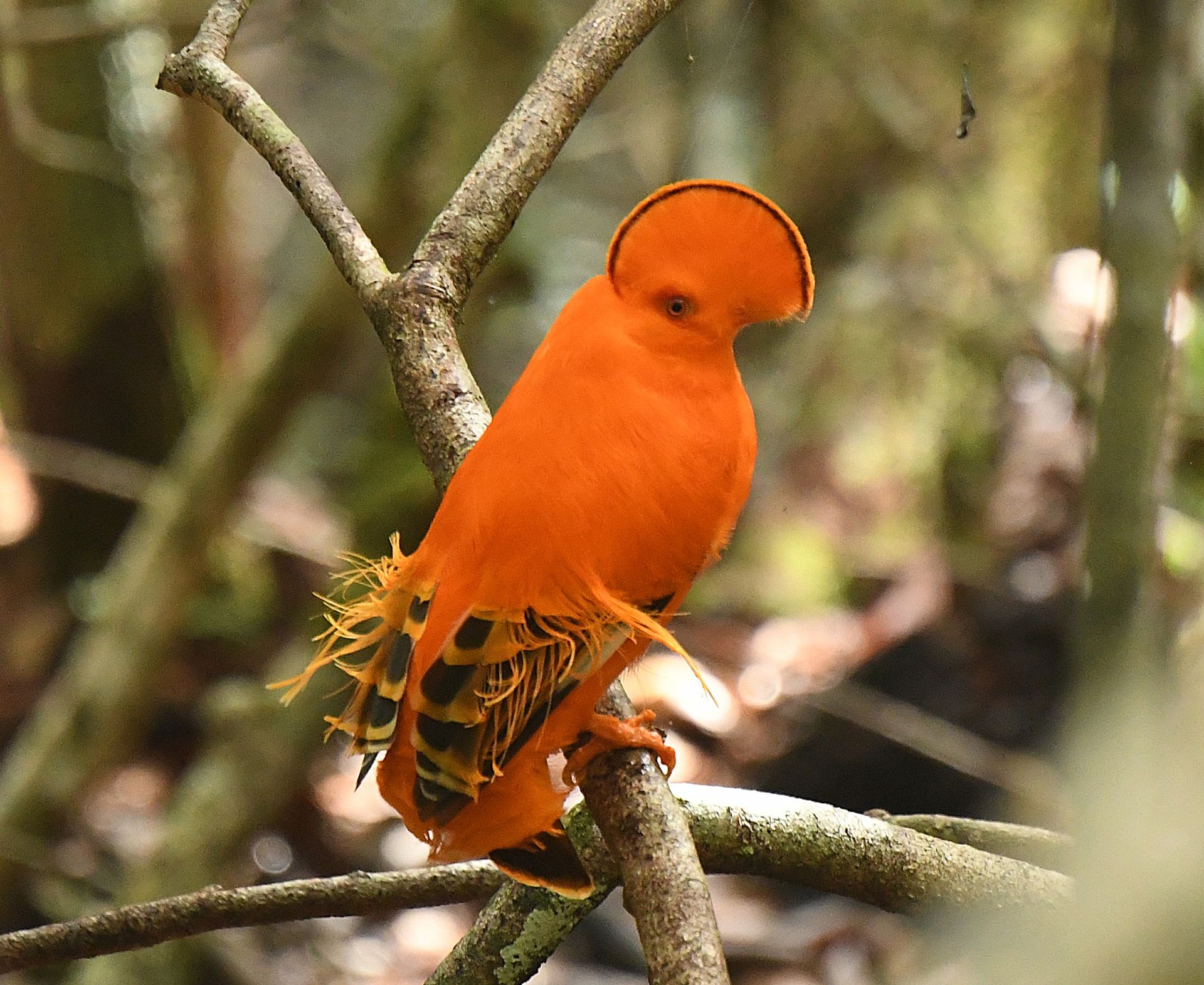 Amazonian Cock-of-the-Rock male displaying vivid orange plumage at his arena in the Amazon rainforest