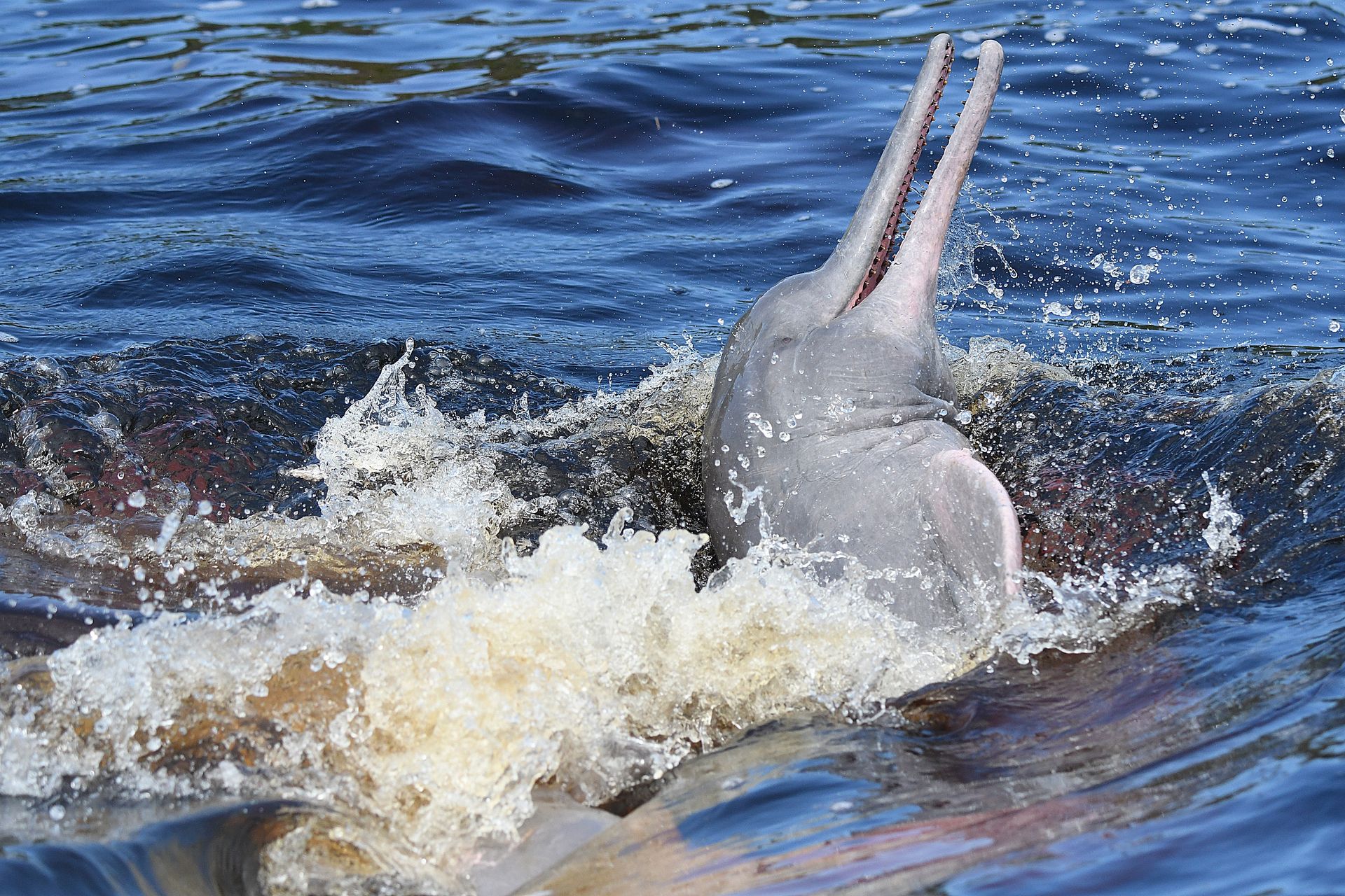 Pink river dolphin (boto rosa) leaping from the dark waters of the Rio Negro near Manaus