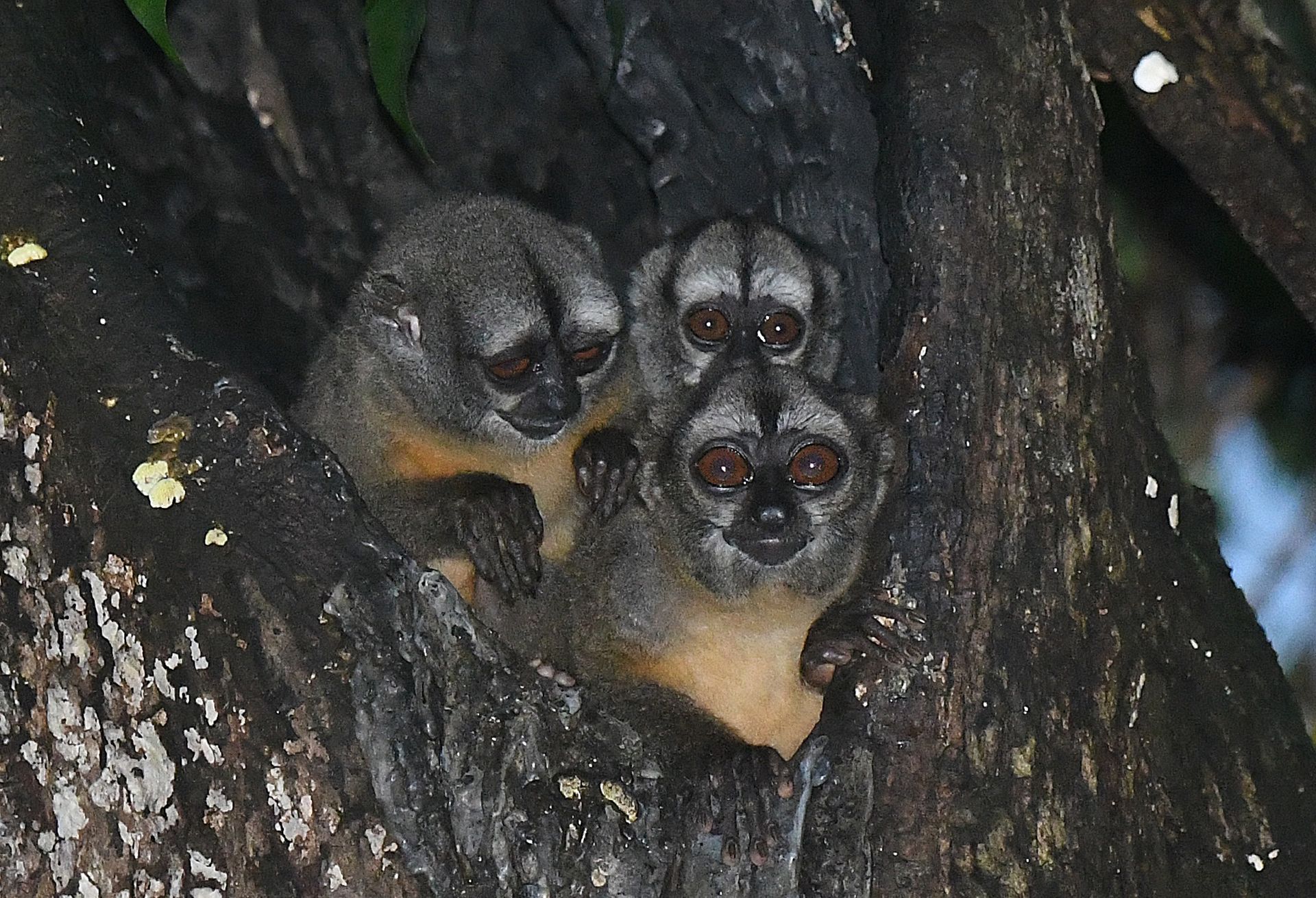Family of Spix's night monkeys (Aotus vociferans) peering from a tree hollow in the Amazon rainforest