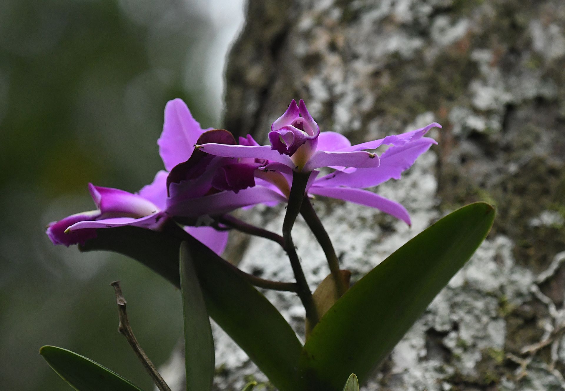 Wild Amazon orchid in full purple bloom attached to a rainforest tree trunk — Ducke Reserve, Manaus