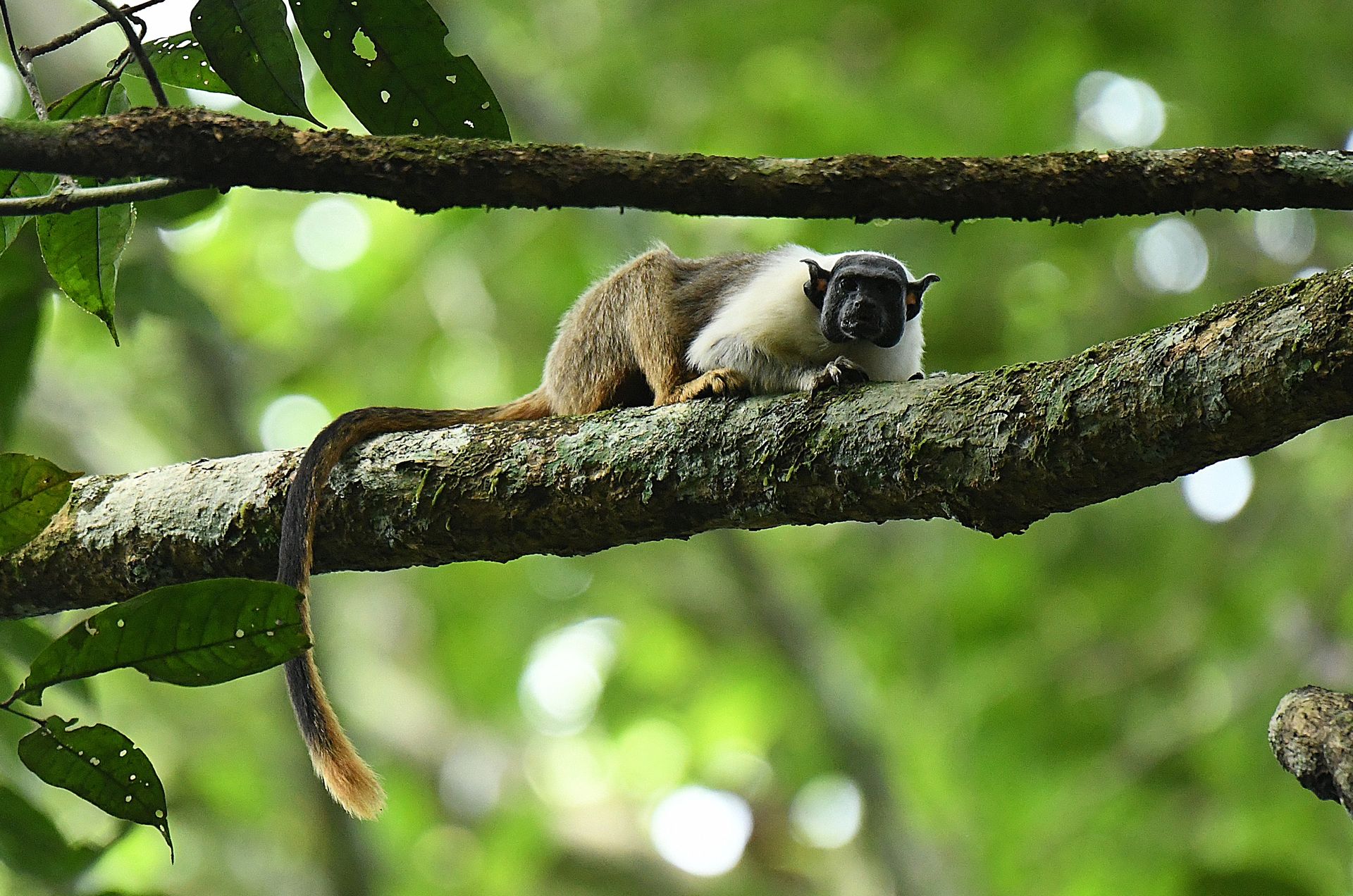 Pied tamarin (Saguinus bicolor) perched on a mossy branch in the Amazon forest canopy