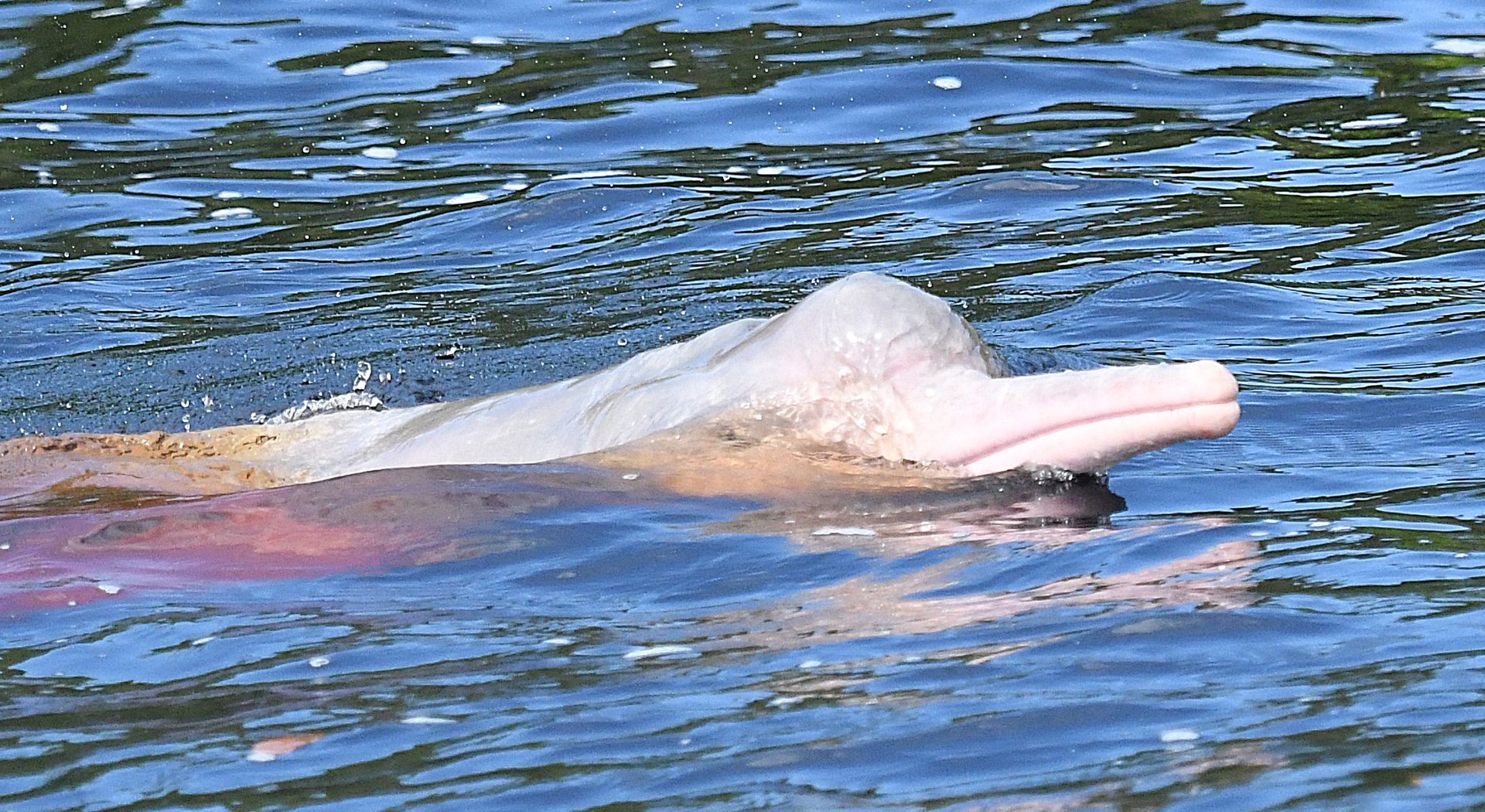 Pink river boto surfacing close to the boat — vivid pink colouration visible on calm Rio Negro water