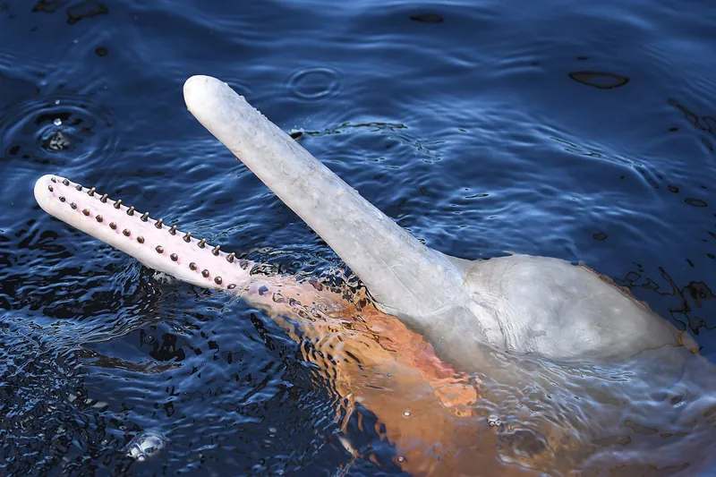 Pink Dolphins and Anavilhanas Archipelago day trip from Manaus — Novo Airão, wild river beaches and 400-island labyrinth