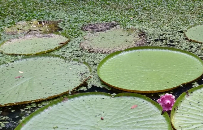 Photo of Chlorophyll Amazon tour package