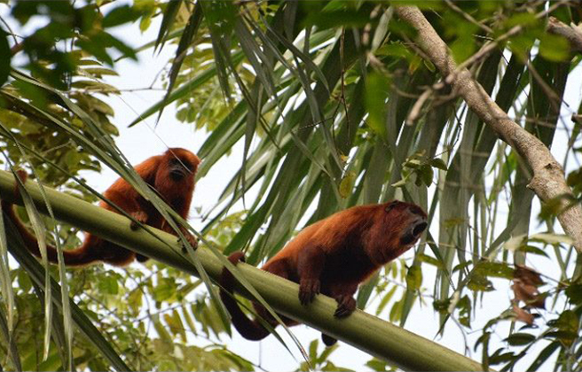 Photo of Ecological Expedition Amazon tour package