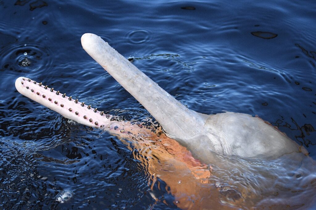 Photo of 1 Day – Pink Dolphins & Indigenous Village Amazon tour package