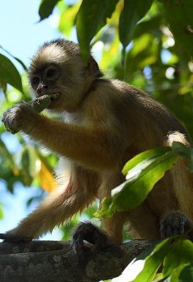 Monkey observed in the forest during the Ariau River and Rio Negro day tour