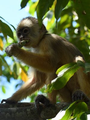 Monkey observed in the forest during the Ariau River and Rio Negro day tour