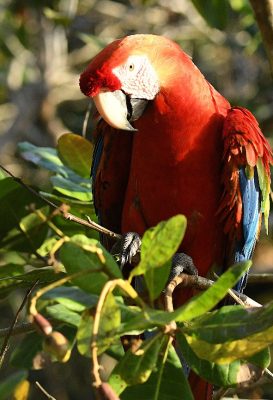 Red macaw observed in the forest during a one day Amazon nature tour from Manaus