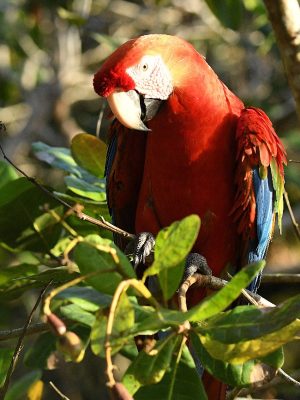Red macaw observed in the forest during a one day Amazon nature tour from Manaus