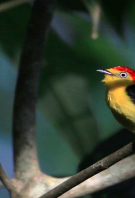 birdwatching-10