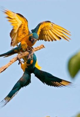 birdwatching-11