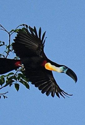 birdwatching-12