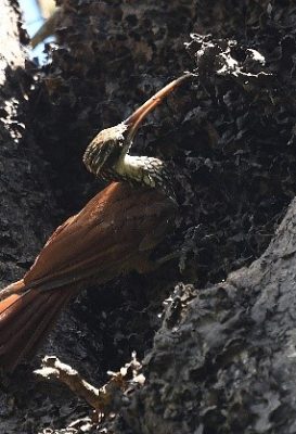 birdwatching-13