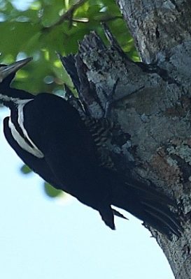birdwatching-14