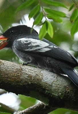 birdwatching-15