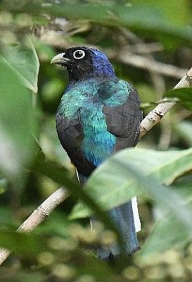 birdwatching-16