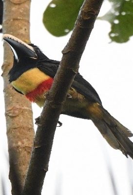 birdwatching-18