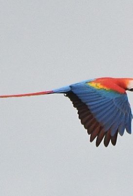 birdwatching-19