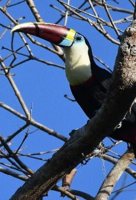 birdwatching-2