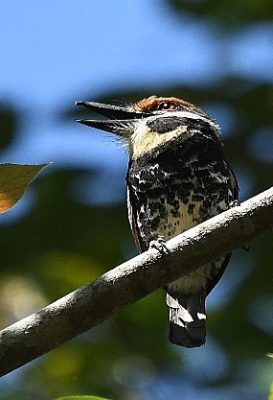 birdwatching-20