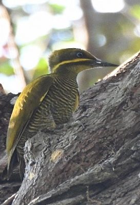 birdwatching-21