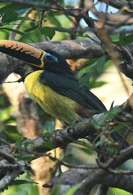 birdwatching-22
