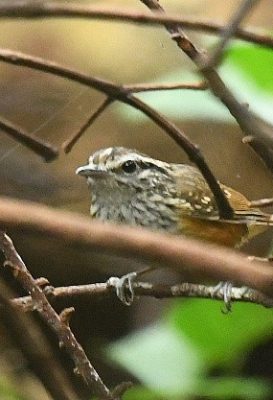 birdwatching-23