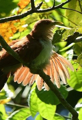 birdwatching-24
