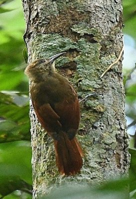birdwatching-25